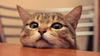 The Interesting World of Cats: 10 Astonishing Cat Information
