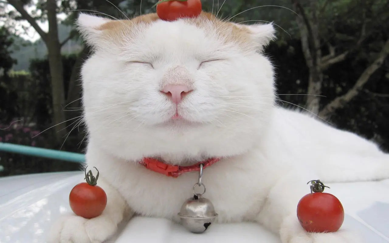 Can Cats Eat Tomatoes ORSDA