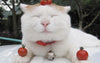 Can Cats Eat Tomatoes?🍅