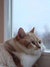 8 Ways To Help Your Cat Lose Weight🙀