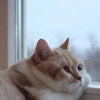 8 Ways To Help Your Cat Lose Weight🙀