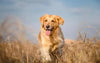 Senior Dementia in Dogs🐶