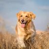 Senior Dementia in Dogs🐶