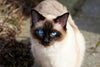 Asthma in Cats🙀🐈🐈
