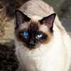 Asthma in Cats🙀🐈🐈