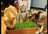 😼🧐Why Do Cats Like Cat Grass?🌿