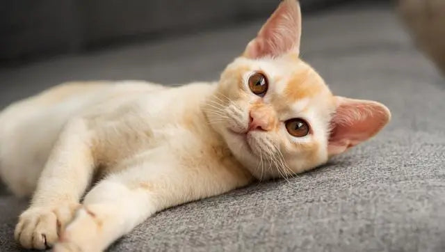 Do Cats Know Their Own Names рџ ёвђ Orsda