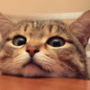 The Interesting World of Cats: 10 Astonishing Cat Information