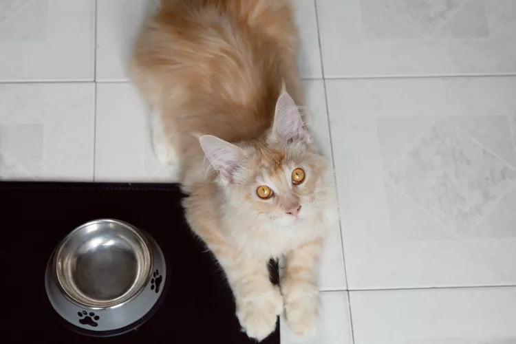 How Often Should Cats Be Fed Each Day How Often Should Cats Be Fed Each Day