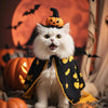 🎃🙀Spooks and Paws: A Feline's Guide to Halloween💀😼